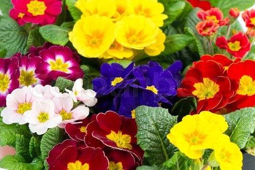 Primrose seeds mixed - primrose,