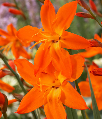 Crocosmia star the - of,