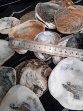 1.5 kg  Sea Tumbled Native