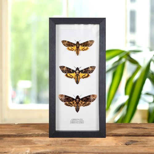 Death head moth trio - death's,