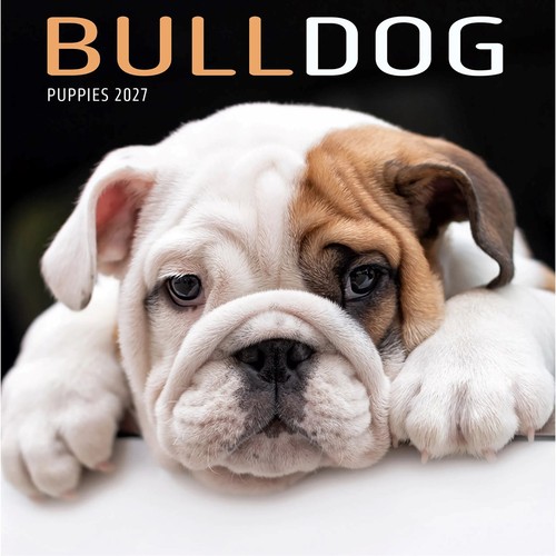 Bulldog puppies mini - bulldog, calendar