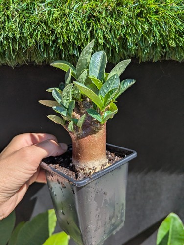 Adenium arabicum red - arabicum,
