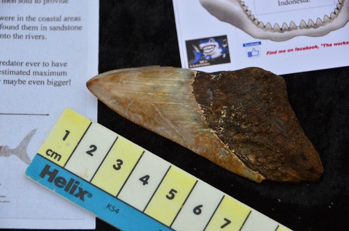 Genuine prehistoric megalodon - prehistoric,
