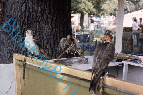 Birds prey falconry at - birds,