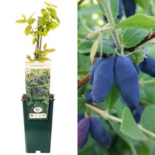 Honeyberry Honey Bee | Sweet Berries Fruit Plant Shrub Bush| 30-50cm Potted