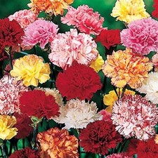 24 Carnation Hardy Border Mixed Hardy Cut Flower Perennial Garden Plug plants