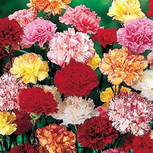 Carnation hardy border mixed - carnation,