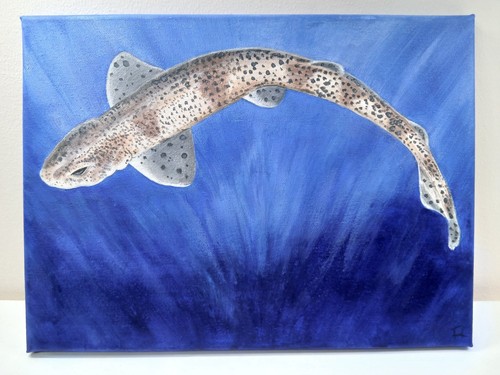 Dogfish sea fish acrylic - fish,