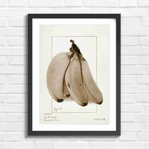 Botanical vintage - botanical,