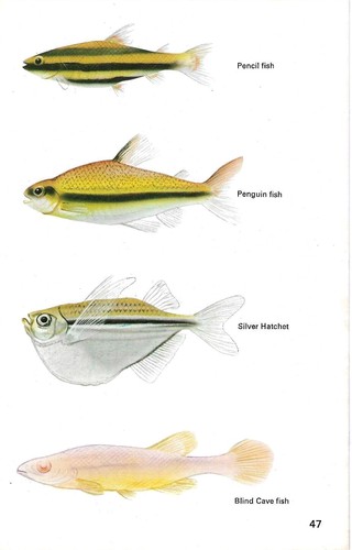 Vintage exotic fish print