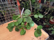 HOYA OBOVATA SPLASH , VERY LARGE MOTHER PLANT IN A HANGING BASKET, HOUSE PLANT