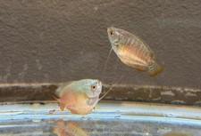 WYSIWYG 3 Pairs NEON BLUE