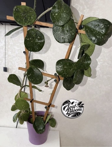 Hoya obovata rooted cutting - hoya,