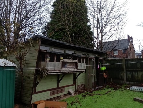 Racing pigeon shed - racing,
