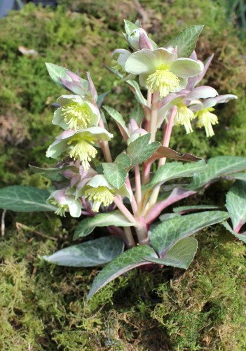 Helleborus lividus mixture - helleborus,