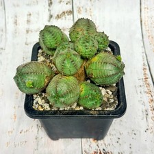 Euphorbia obesa Multi-Head |