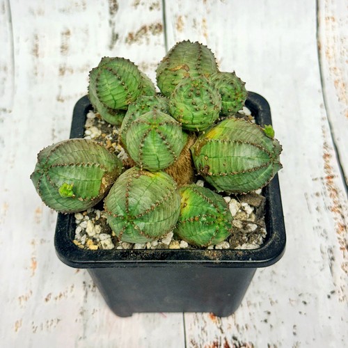 Euphorbia obesa multi head - obesa, |