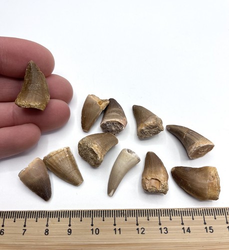 Chunky dinosaur fossil - chunky,