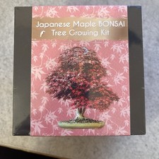Japanese Maple Bonsai Growing Kit | Grow Your Own Bonsai Tree | Beginner Perfect