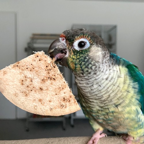 Bird kabob pet - and, parrot