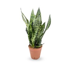 Sansevieria zeylanica | Ceylon