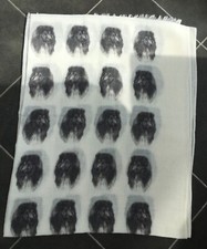 Gorgeous Rough Collie /