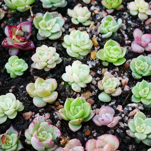 10x succulent mixed seeds - succulent,