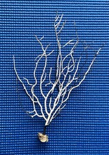 GENUINE NATURAL GORGONIAN SEA FAN FROM DORSETS JURRASIC COAST, (14/9W3)