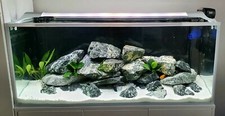 GREEN ANGEL Natural  Aquarium