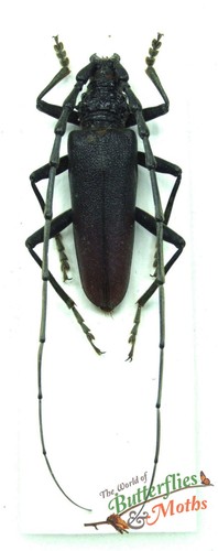Great capricorn beetle - capricorn,