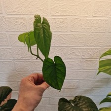 Monstera Membranacea- Southern Lowland Rare Aroid ? 3 node rooted