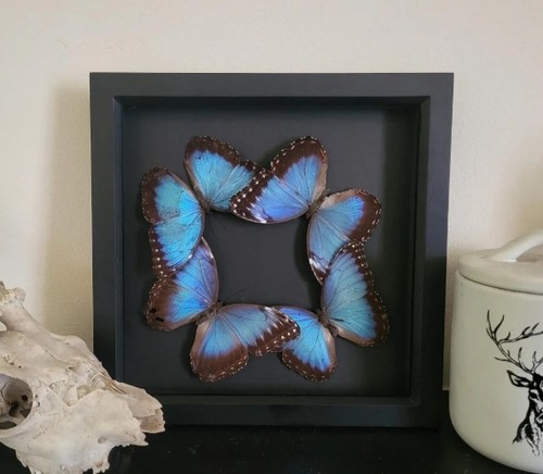 Framed butterfly taxidermy - butterfly,