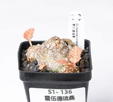 Pot 6.5cm Succulent Live plant