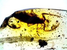 Gem dinosaur age fossil - gem,