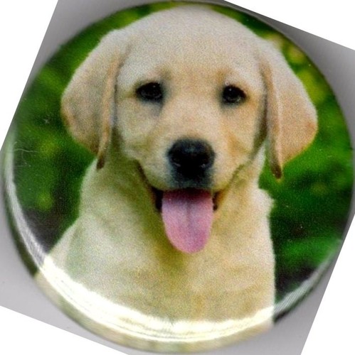 Golden labrador puppy - golden,