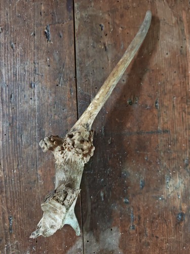 Fallow pricket antler and bone - fallow,