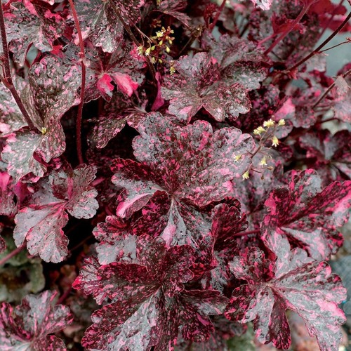 Heuchera coral bells midnight - heuchera,
