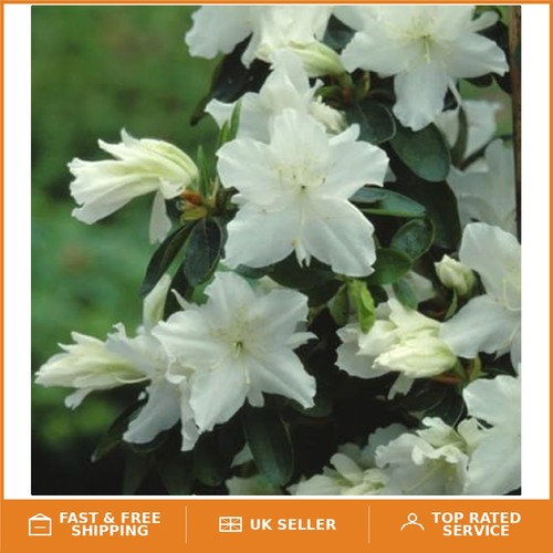 Fragrant azalea geisha white - fragrant,