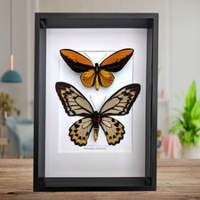 Framed wallace's golden