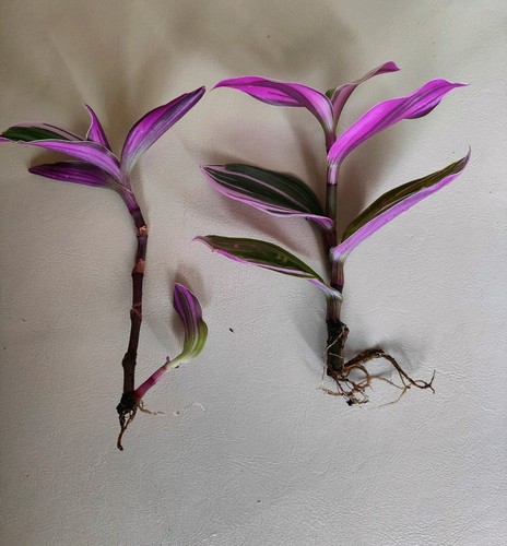 Tradescantia wandering dude - tradescantia,