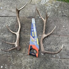 Red Stag Antlers Shed