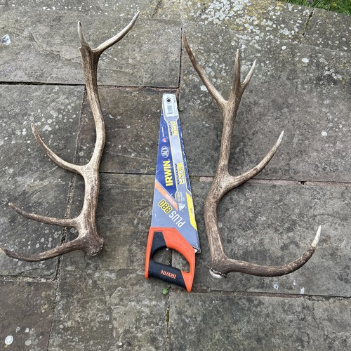 Red stag antlers shed - red,