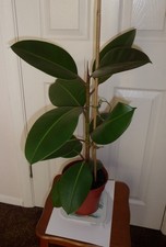 Rubber plant Ficus Robusta