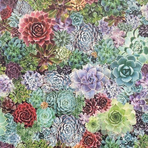 Arthouse succulent living - succulent,