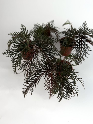 Begonia bipinnatifida - begonia,