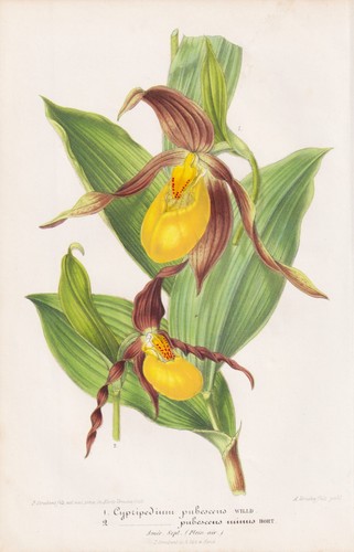 Cypripedium lady shoe - cypripedium,