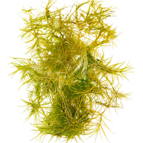 Guppy grass najas - guppy, (najas