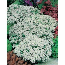 Alyssum Carpet of Snow Organic
