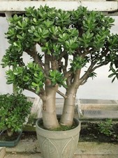 Crassula ovata Jade Tree Plug