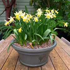 100 LOBULARIS WILD DAFFODIL BULBS NARCISSUS PSEUDONARCISSU (LENT LILY) PERENNIAL